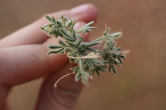 Leobordea platycarpa