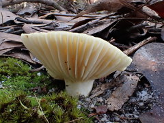 Lactifluus albopicrus