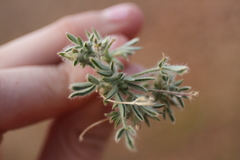 Leobordea platycarpa