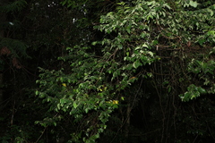 Alangium polyosmoides tomentosum