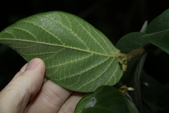 Alangium polyosmoides tomentosum