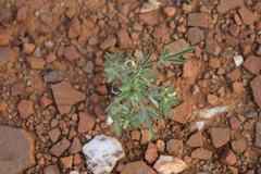 Leobordea platycarpa