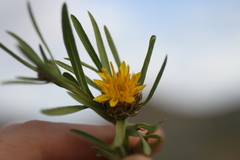 Ondetia linearis