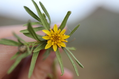 Ondetia linearis