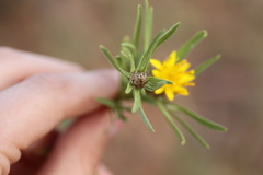 Ondetia linearis