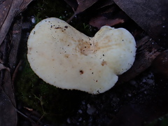 Lactifluus albopicrus