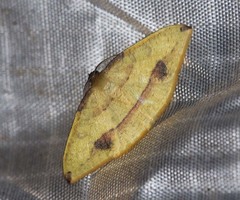 Heterolocha satoi