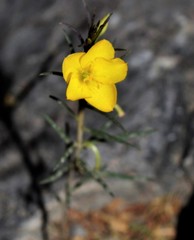Talinum polygaloides