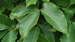 Parthenocissus tricuspidata