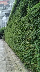 Parthenocissus tricuspidata