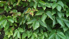 Parthenocissus tricuspidata
