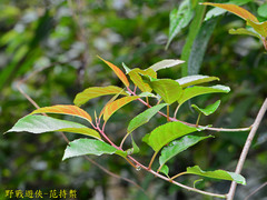 Actinidia callosa discolor