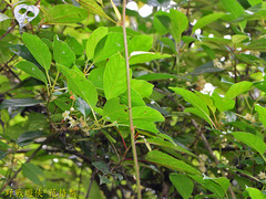 Actinidia callosa discolor