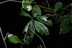 Planchonella australis