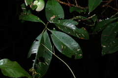 Planchonella australis