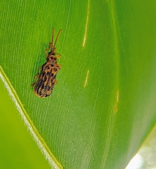 Gonophora pulchella