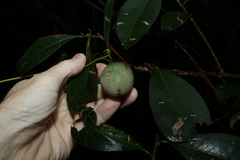 Planchonella australis