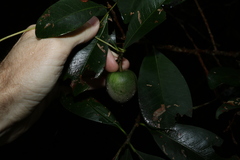 Planchonella australis