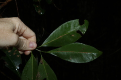 Planchonella australis