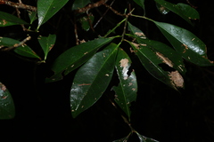 Planchonella australis