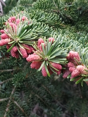 Abies cephalonica