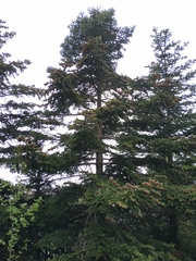 Abies cephalonica