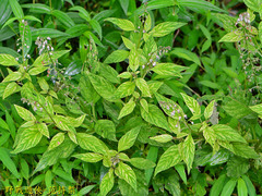 Lysimachia decurrens