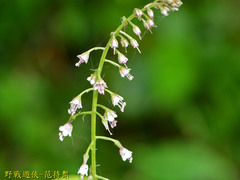 Lysimachia decurrens