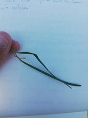 Allium ericetorum