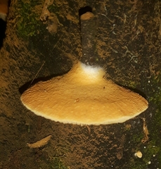 Crepidotus praecipuus