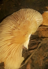 Crepidotus praecipuus