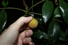 Dysoxylum rufum