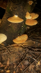 Crepidotus praecipuus