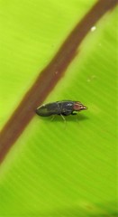 Cephaloconus tenebrosus