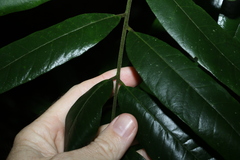 Dysoxylum rufum
