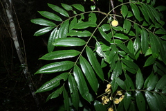 Dysoxylum rufum