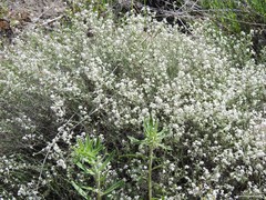Lepidium subulatum