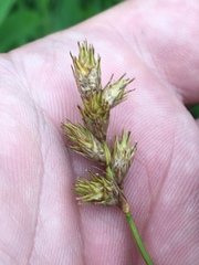Carex scoparia