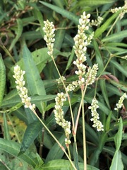 Persicaria subsessilis