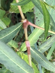 Persicaria subsessilis