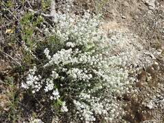 Lepidium subulatum