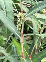 Persicaria subsessilis