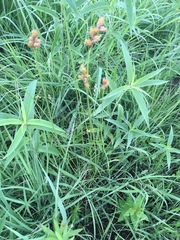 Carex scoparia