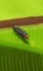 Cephaloconus tenebrosus