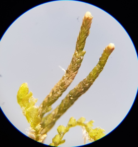 Image of Neoorthocaulis attenuatus by (c) Helen Waterman, some rights reserved (CC BY)