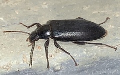 Eupsophulus