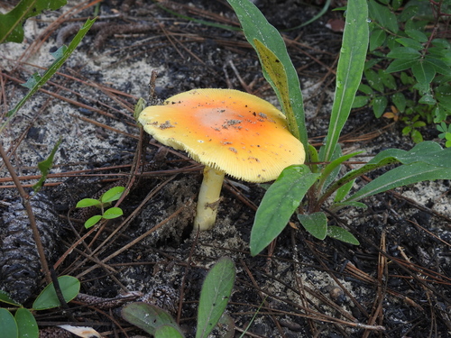 Amanita flavoconia image