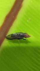 Cephaloconus tenebrosus