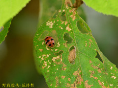 Epilachna crassimala