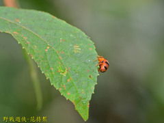 Epilachna crassimala